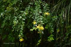 Hypericum oblongifolium